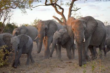 photo Honeyguide Khoka Moya Camp Afrique du Sud
