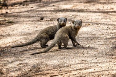 photo Honeyguide Khoka Moya Camp Afrique du Sud