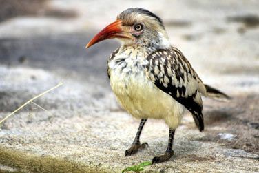 photo Honeyguide Khoka Moya Camp Afrique du Sud