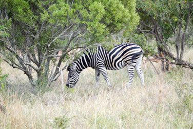 photo Honeyguide Khoka Moya Camp Afrique du Sud