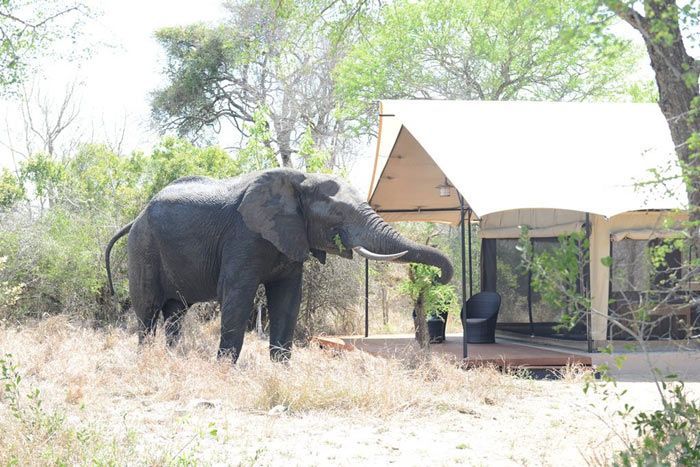 photo honeyguide tented safari camps