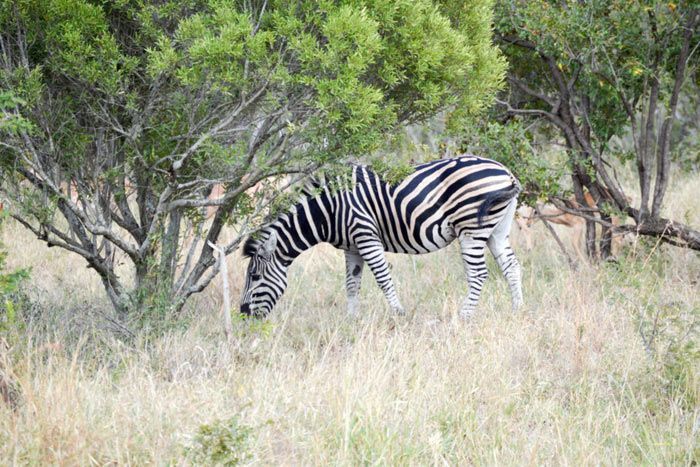 photo honeyguide tented safari camps