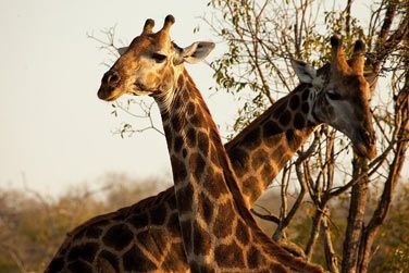 photo Chitwa Chitwa Lodge Afrique du Sud