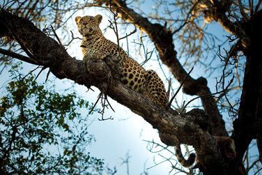 photo Chitwa Chitwa Lodge Afrique du Sud