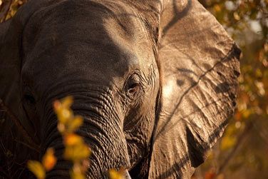 photo Chitwa Chitwa Lodge Afrique du Sud