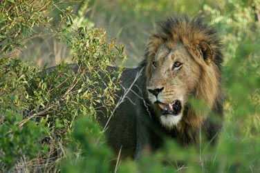 photo Chitwa Chitwa Lodge Afrique du Sud