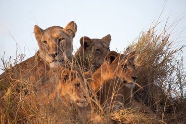 photo Chitwa Chitwa Lodge Afrique du Sud