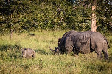 photo Chitwa Chitwa Lodge Afrique du Sud