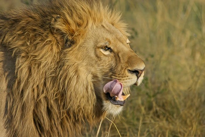 photo combin le cap / parc kruger + extension aux chutes victoria