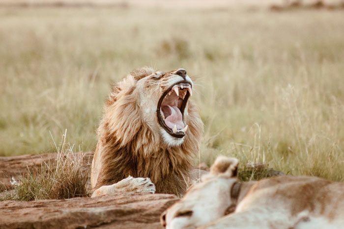 photo de la pninsule du cap au parc kruger