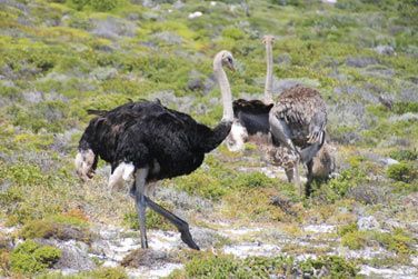 photo De la pninsule du Cap au Parc Kruger Afrique du Sud