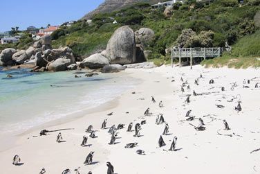 photo De la pninsule du Cap au Parc Kruger Afrique du Sud