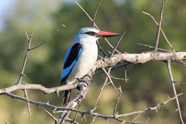 photo De la pninsule du Cap au Parc Kruger Afrique du Sud
