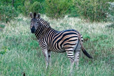 photo De la pninsule du Cap au Parc Kruger Afrique du Sud