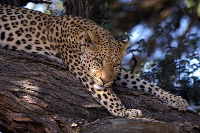 photo dcouverte complte de l'afrique du sud