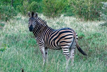 photo Dcouverte complte de l'Afrique du Sud Afrique du Sud