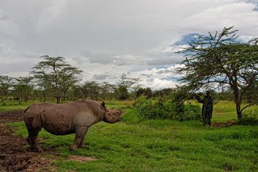 Masa Mara, immense rserve nationale qui accueille la plus grande partie de la faune sauvage du pays