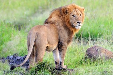 Dcouvrez le Big Five lors de ce circuit