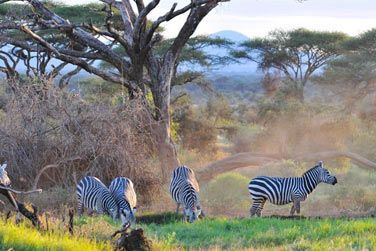 Un circuit idal pour dcouvrir la faune du Kenya