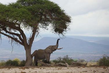 Des paysages poustouflant au Sentrim Amboseli Camp