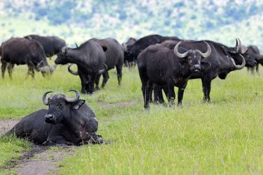 Idal pour dcouvrir une faune trs diversifie et des paysages grandioses