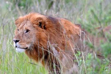 photo Combin Kenya / Zanzibar L'essentiel du Kenya & lagons Zanzibar