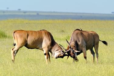 photo Combin Kenya / Zanzibar 2 semaines de voyage Zanzibar
