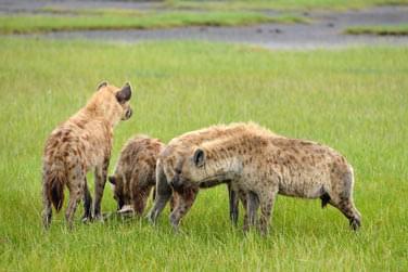 photo Combin Kenya / Zanzibar 2 semaines de voyage Zanzibar