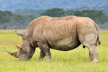 photo Combin Kenya / Zanzibar 2 semaines de voyage Zanzibar