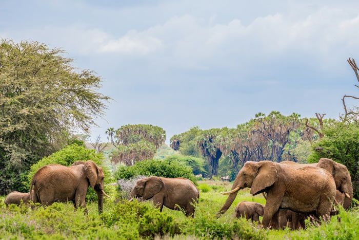 Itinéraire Combiné Kenyazanzibar 2 Semaines De Voyage