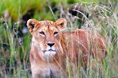 photo Combin Kenya / Seychelles Les incontournables du Kenya & Charme seychellois Seychelles