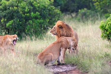 photo Combin Kenya / Seychelles Les incontournables du Kenya & Charme seychellois Seychelles