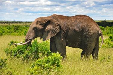 photo Combin Kenya / Seychelles Les incontournables du Kenya & Charme seychellois Seychelles