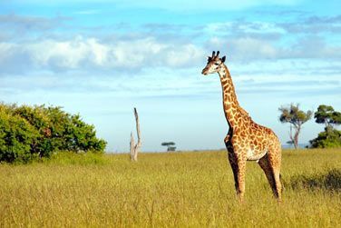 Le Kenya, considr comme le berceau de lhumanit, ne vous laissera pas indiffrent