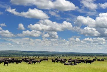 Une immersion au cur de l'Afrique et ses grands espaces naturels