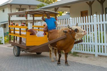 Le char  boeuf, le moyen de transport typique  La Digue !