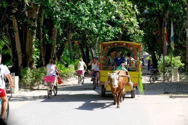 Dans les rues du village de La Passe  La Digue : en char  boeuf ou  vlo !