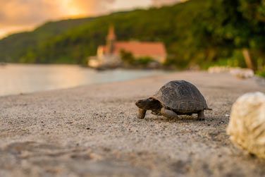 Les tortues sont de sortie !