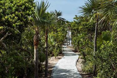 Ici, la vgtation est luxuriante