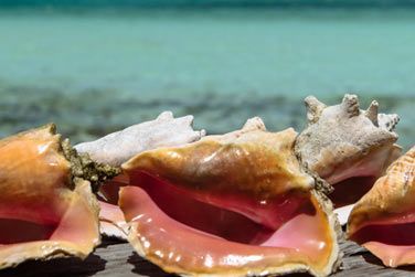 La salade de conques!