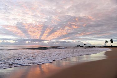 Un vrai paradis luxuriant en bord de mer !