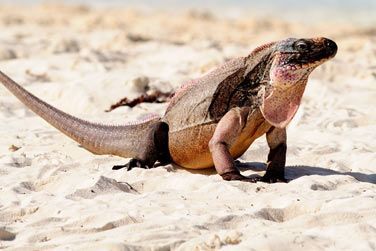 Une faune incroyable