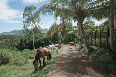 Profitez des nombreux sentiers pour arpenter le domaine  pied ou  cheval