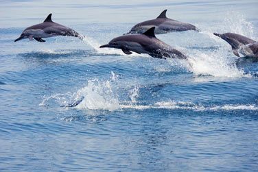 Naviguez le long des ctes  la recherche de dauphins