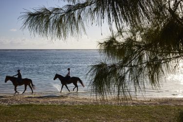 photo C Mauritius Palmar Ile Maurice