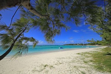 photo C Mauritius Palmar Ile Maurice