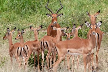 La Tanzanie est incontestablement une des destinations les plus romantiques au monde