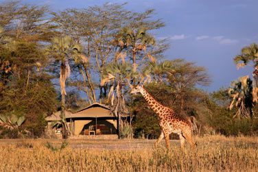 Les tentes se trouvent dans un enrivonnement unique au coeur de la faune et de la flore