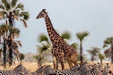 Dcouvrez la nature sauvage  travers le regard de ceux qui la ctoient et l'apprivoisent depuis des sicles, les Maasa