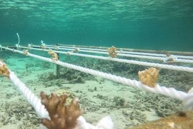 photo La Pirogue Ile Maurice